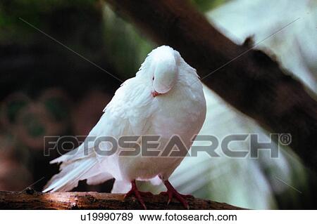 ovipara, bird, animal View Large Photo Image Stock Photo - ovipara, bird, animal. Fotosearch