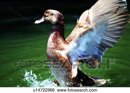 ovipara, bird, animal View Large Photo Image Stock Photograph - ovipara, bird, animal. Fotosearch