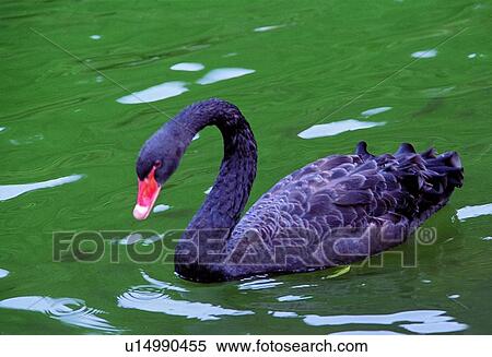 Stock Photography - ovipara, bird, animal. Fotosearch