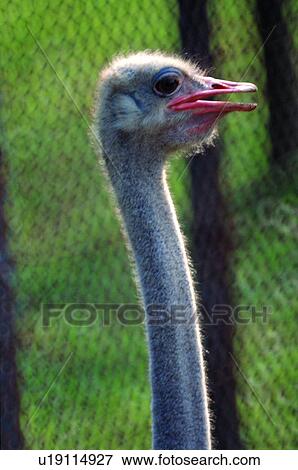 ovipara, ostrich, bird, animal View Large Photo Image Stock Photo - ovipara, ostrich, bird, animal. Fotosearch