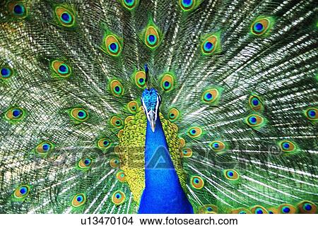 ovipara, peacock, bird, animal View Large Photo Image Picture - ovipara, peacock, bird, animal. Fotosearch