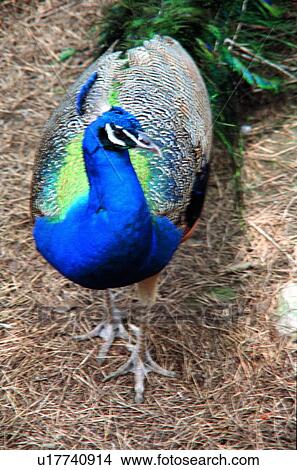 Picture - ovipara, peacock, bird, animal. Fotosearch
