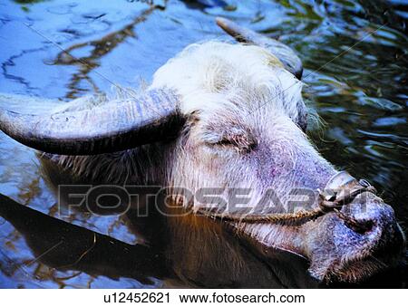 ox, cow, suckler, animal, mammal, cattle View Large Photo Image Stock Image - ox, cow, suckler, animal, mammal, cattle. Fotosearch