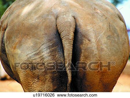 Stock Photograph - rhinoceros, mammal, animal, suckler. Fotosearch
