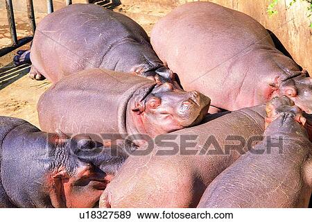 river horse, mammal, hippopotamus, hippo, suckler, animal View Large Photo Image Stock Photo - river horse, mammal, hippopotamus, hippo, suckler, animal. Fotosearch