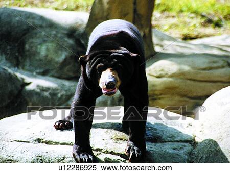 Stock Photography - suckler, animal, bear, mammal. Fotosearch