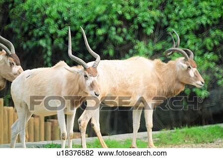 suckler, animal, deer, mammal View Large Photo Image Stock Image - suckler, animal, deer, mammal. Fotosearch