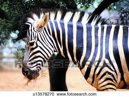 suckler, animal, zebra, mammal View Large Photo Image Stock Image - suckler, animal, zebra, mammal. Fotosearch
