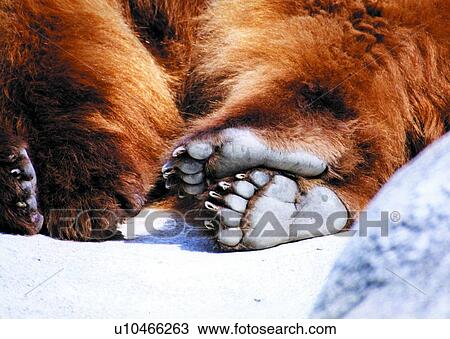 Stock Image - suckler, camel, animal, mammal. Fotosearch