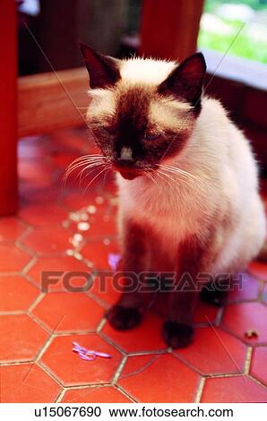 suckler, cat, mammal, animal View Large Photo Image Stock Image - suckler, cat, mammal, animal. Fotosearch