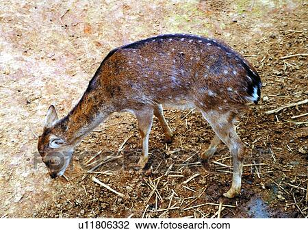 suckler, mammal, animal, goat View Large Photo Image Stock Image - suckler, mammal, animal, goat. Fotosearch