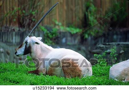 Picture - suckler, mammal, deer, animal. Fotosearch