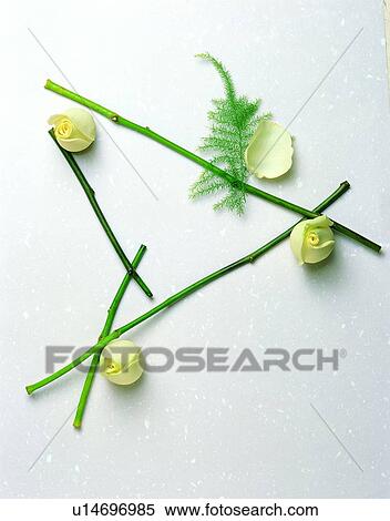 flower, frame, green, rim, petal View Large Photo Image Stock Photography - flower, frame, green, rim, petal. Fotosearch