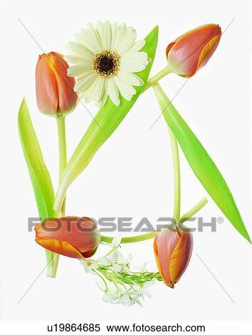 Stock Photography - flower, frame, tulip, white, rim. Fotosearch