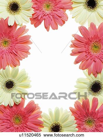 flower, rim, flower, frame, pink View Large Photo Image Stock Photography - flower, rim, flower, frame, pink. Fotosearch