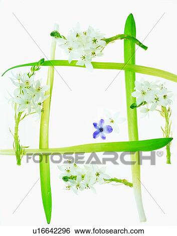 Stock Photograph - flower, white, rim, frame, leaf. Fotosearch
