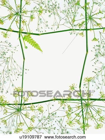 Stock Photo - frame, flower, rim. Fotosearch