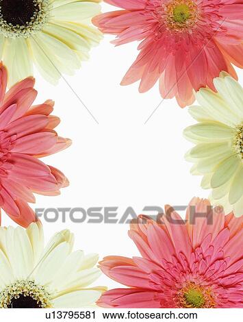 frame, rim, flower, flower, pink View Large Photo Image Stock Image - frame, rim, flower, flower, pink. Fotosearch