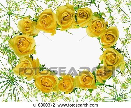 frame, rim, flower, rose, yellow View Large Photo Image Stock Image - frame, rim, flower, rose, yellow. Fotosearch