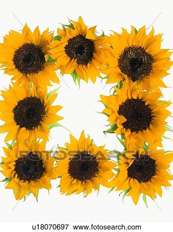 frame, rim, flower, sunflower, yellow View Large Photo Image Stock Photo - frame, rim, flower, sunflower, yellow. Fotosearch