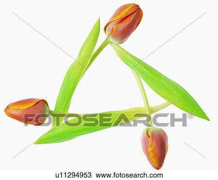 frame, rim, flower, tulip, pink View Large Photo Image Stock Image - frame, rim, flower, tulip, pink. Fotosearch