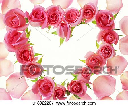 frame, rim, love, flower, rose View Large Photo Image Stock Photo - frame, rim, love, flower, rose. Fotosearch