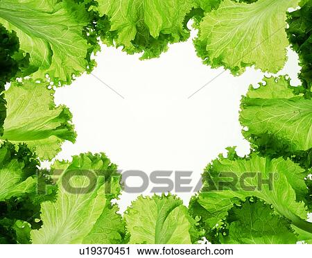 frame, rim, vegetable, green, leaf View Large Photo Image Stock Image - frame, rim, vegetable, green, leaf. Fotosearch