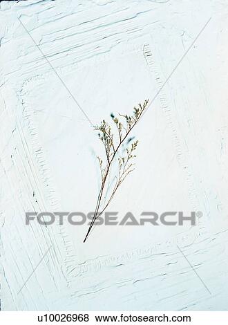 frame, rim, white, plant, leaf View Large Photo Image Stock Photo - frame, rim, white, plant, leaf. Fotosearch