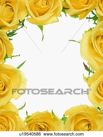 Stock Photograph - frame, rim, yellow, flower, rose. Fotosearch