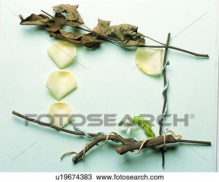 petal, branch, frame, rim, leaf View Large Photo Image Stock Image - petal, branch, frame, rim, leaf. Fotosearch
