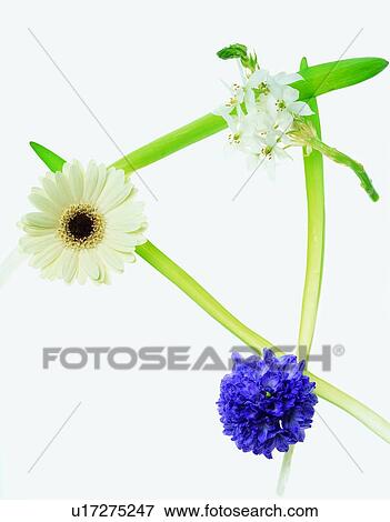 Stock Photo - purple, white, flower, sunflower, leaf, rim. Fotosearch