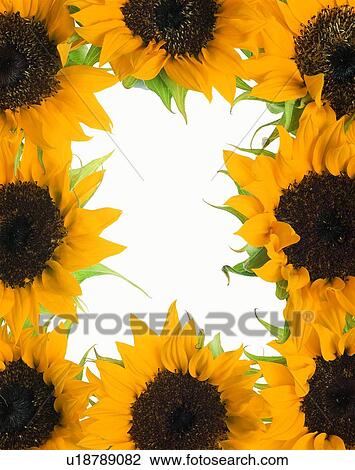 Stock Image - sunflower, frame, flower, rim, yellow. Fotosearch