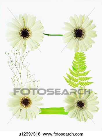 sunflower, rim, frame, white, flower View Large Photo Image Stock Photograph - sunflower, rim, frame, white, flower. Fotosearch