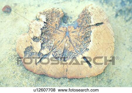benthos, stone, rock, fossil, petrifaction, history, Jurassic period View Large Photo Image Stock Photo - benthos, stone, rock, fossil, petrifaction, history, Jurassic period. Fotosearch