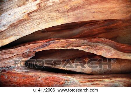 branch, tree, hole, bone, timber, trunk View Large Photo Image Stock Photograph - branch, tree, hole, bone, timber, trunk. Fotosearch