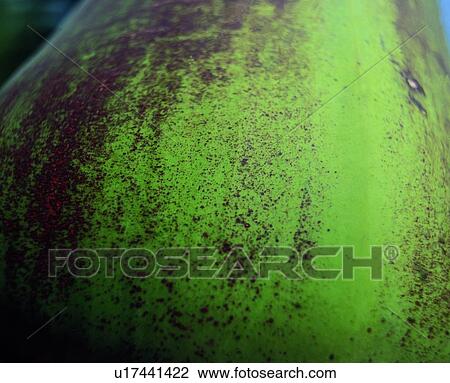 cuticle, epidermis, surface, rough, appearance, green View Large Photo Image Stock Image - cuticle, epidermis, surface, rough, appearance, green. Fotosearch