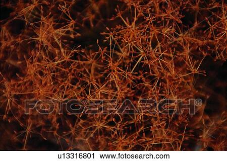 Stock Image - fall, grass, weeds, skater, reed. Fotosearch