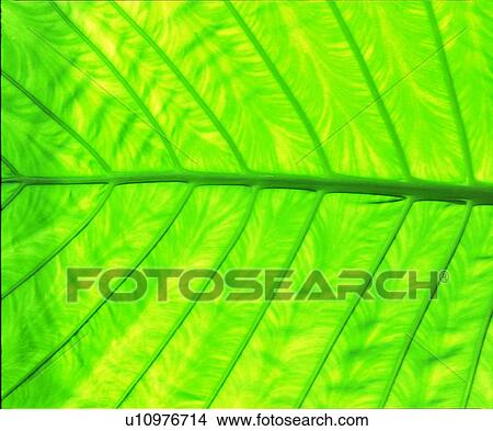 foliage, fresh, leafage, green, leaf View Large Photo Image Picture - foliage, fresh, leafage, green, leaf. Fotosearch