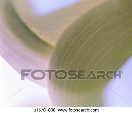 Stock Photo - gyroidal, layer, crust, noodles, bread, helix, spiral. Fotosearch