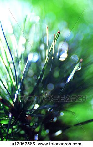 plant, grass, vegetation, green View Large Photo Image Stock Photography - plant, grass, vegetation, green. Fotosearch