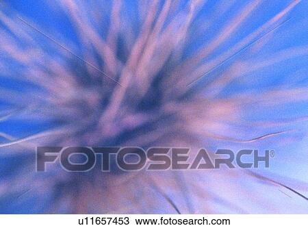 Stock Image - plant, vegetation, fruit, float, thorn. Fotosearch