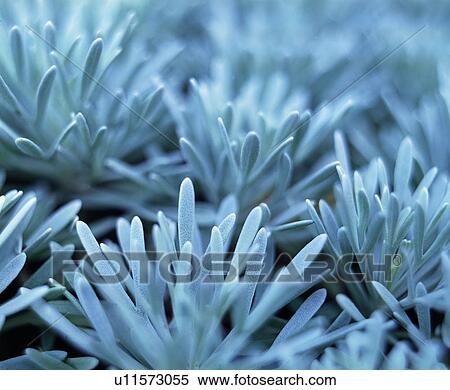 plant, vegetation, grass, green View Large Photo Image Stock Photography - plant, vegetation, grass, green. Fotosearch