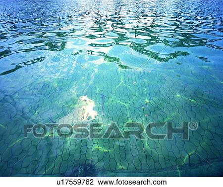 Stock Image - riverbank, waterside, ripple, shine, riverside, sunny, river. Fotosearch
