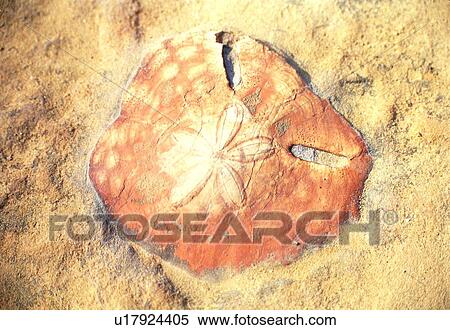 rock, history, Jurassic period, petrifaction, prehistoric, benthos, fossil View Large Photo Image Stock Photography - rock, history, Jurassic period, petrifaction, prehistoric, benthos, fossil. Fotosearch