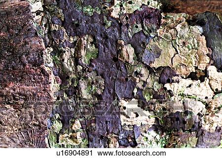 rock, weathering, petrifaction, line, vein, cliff, crag View Large Photo Image Stock Image - rock, weathering, petrifaction, line, vein, cliff, crag. Fotosearch