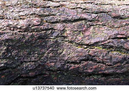 sidelong, widthways, rocky, line, vein, crabwise, rock View Large Photo Image Stock Image - sidelong, widthways, rocky, line, vein, crabwise, rock. Fotosearch