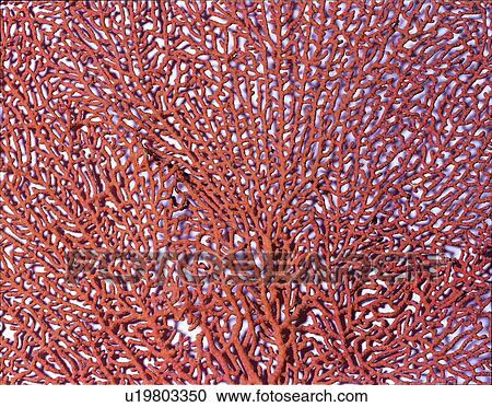 Stock Image - speck, spot, decorative design, pattern, stone, rocky, nature. Fotosearch