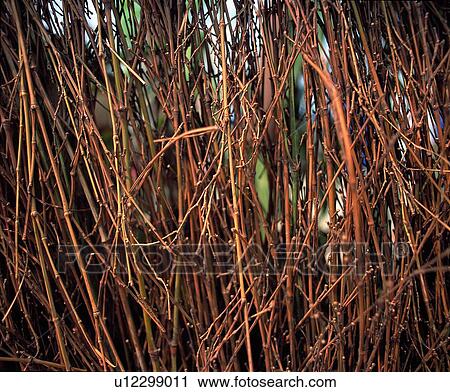 Stock Image - surround, dried up, bamboo, bamboo joints. Fotosearch