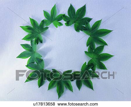 background, frame, leaf, green, plant, nature View Large Photo Image Stock Photo - background, frame, leaf, green, plant, nature. Fotosearch