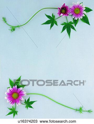Stock Image - background, green, parallel, leaf, sun flower, border, frame. Fotosearch
